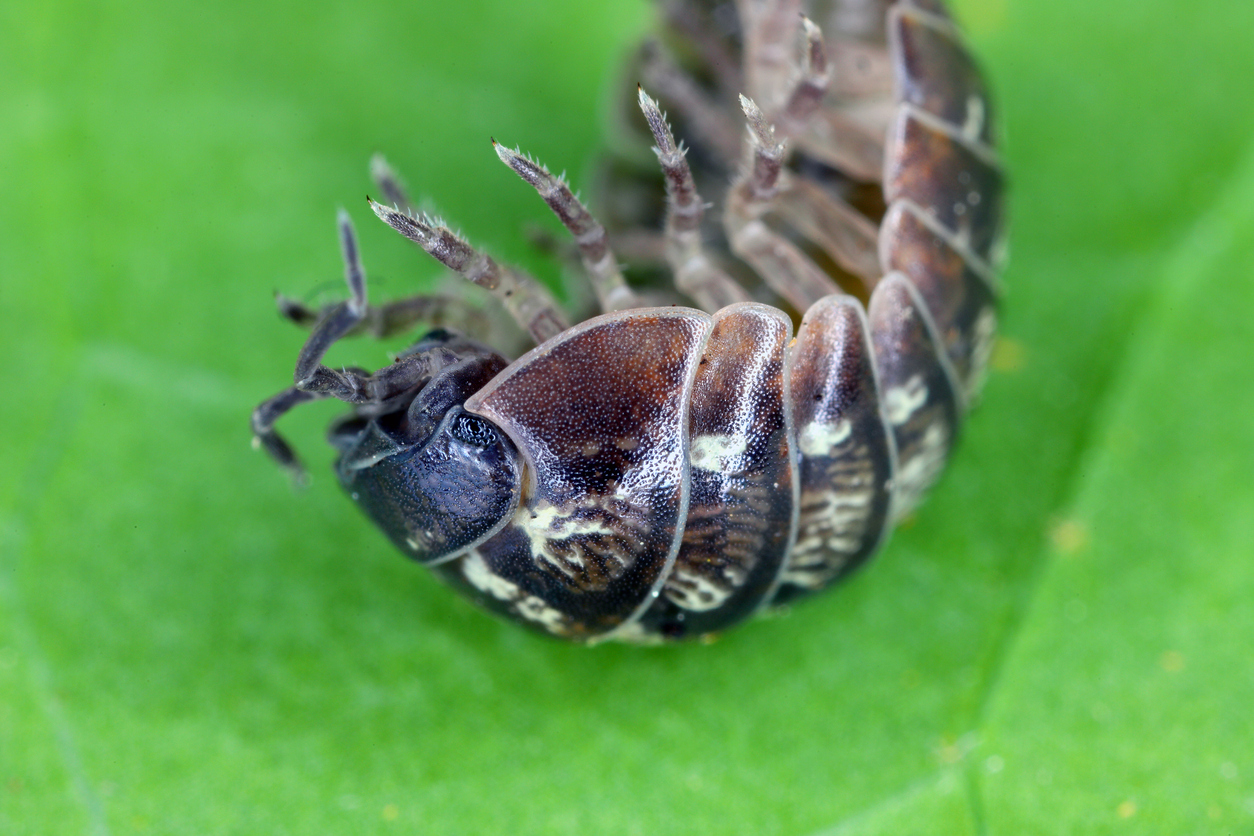 Vie quotidienne. Les astuces naturelles pour ne plus être envahi par les  moucherons