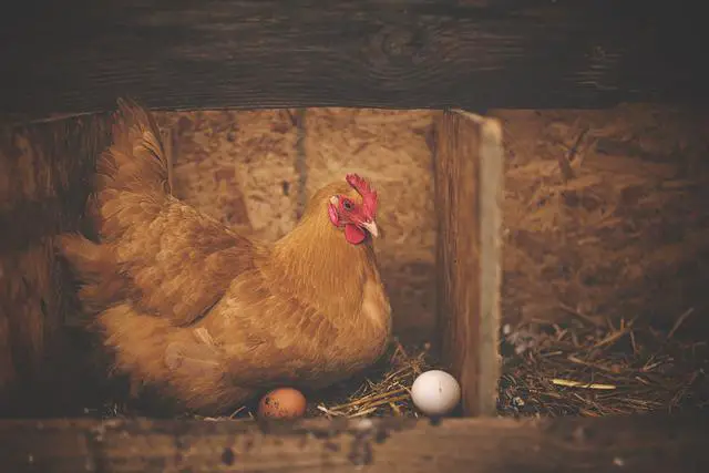 Quelle est la durée de vie d'une poule ?