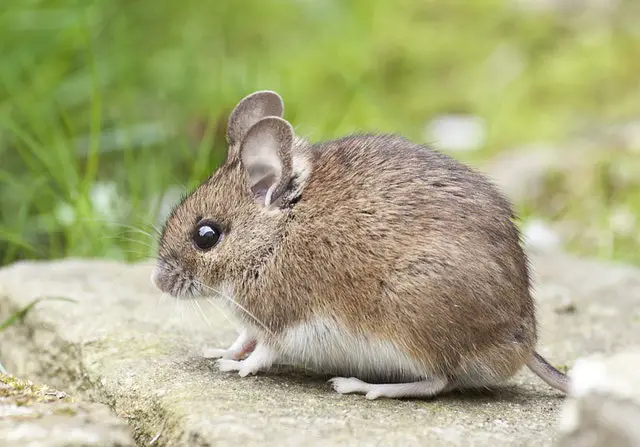 Se débarrasser des souris avec du bicarbonate de soude