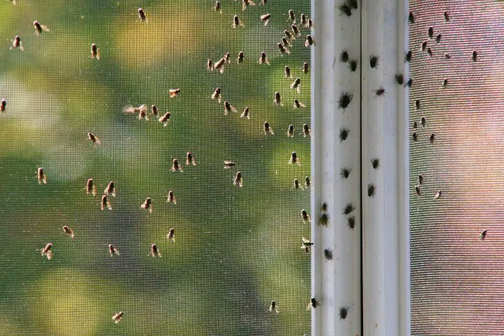 Comment se débarrasser des moucherons dans un appartement ? - Pratiks