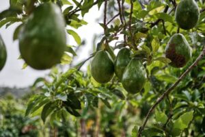 comment faire germer un avocat