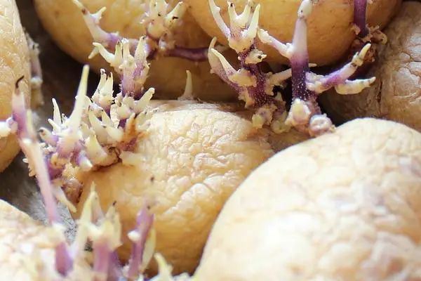 Pomme de terre germée : peut-on en manger ?
