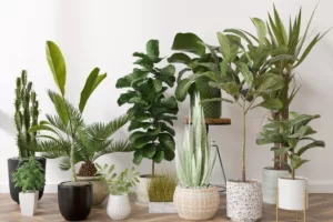 5 Plantes d'intérieur ultra faciles : même les non-experts réussiront !