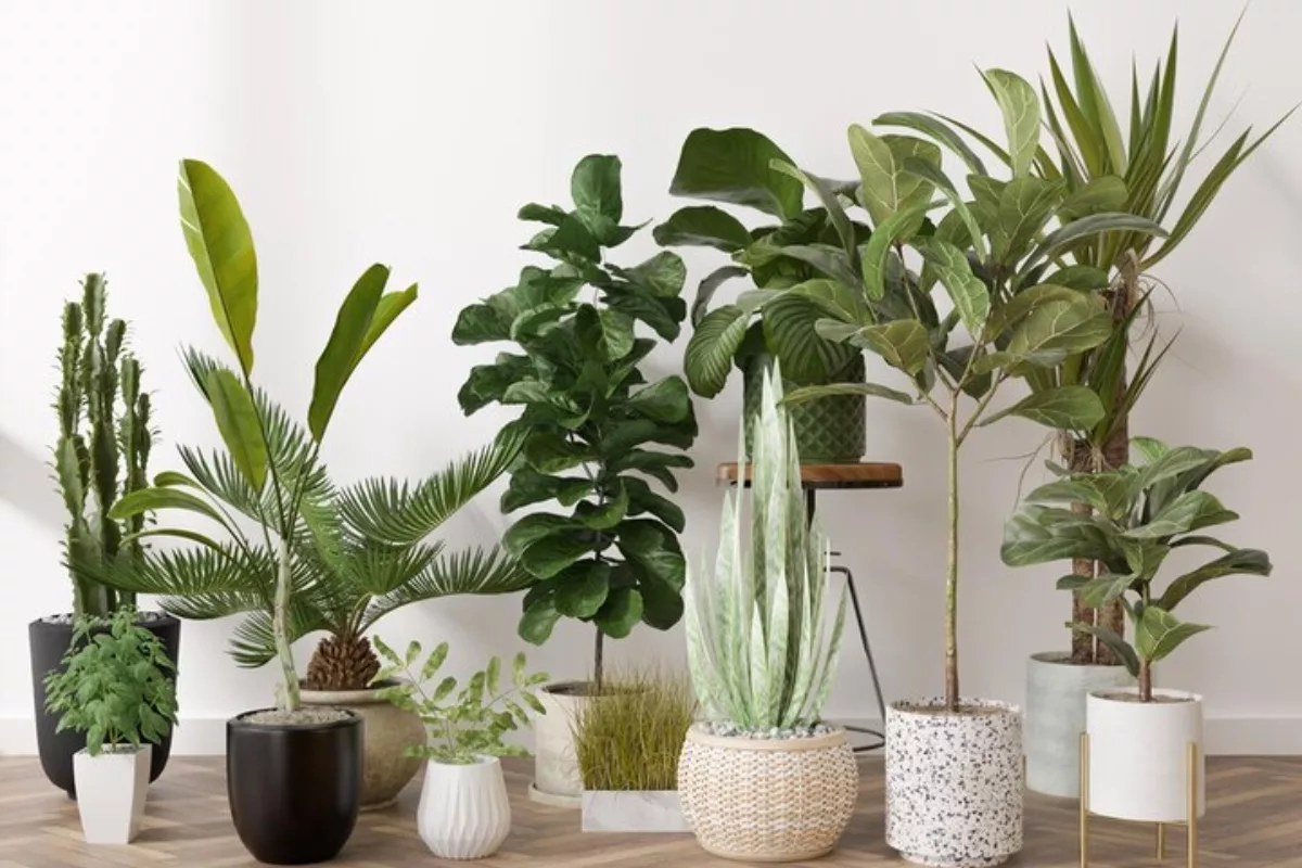 Les plantes d'intérieur ne purifient pas vraiment l'air