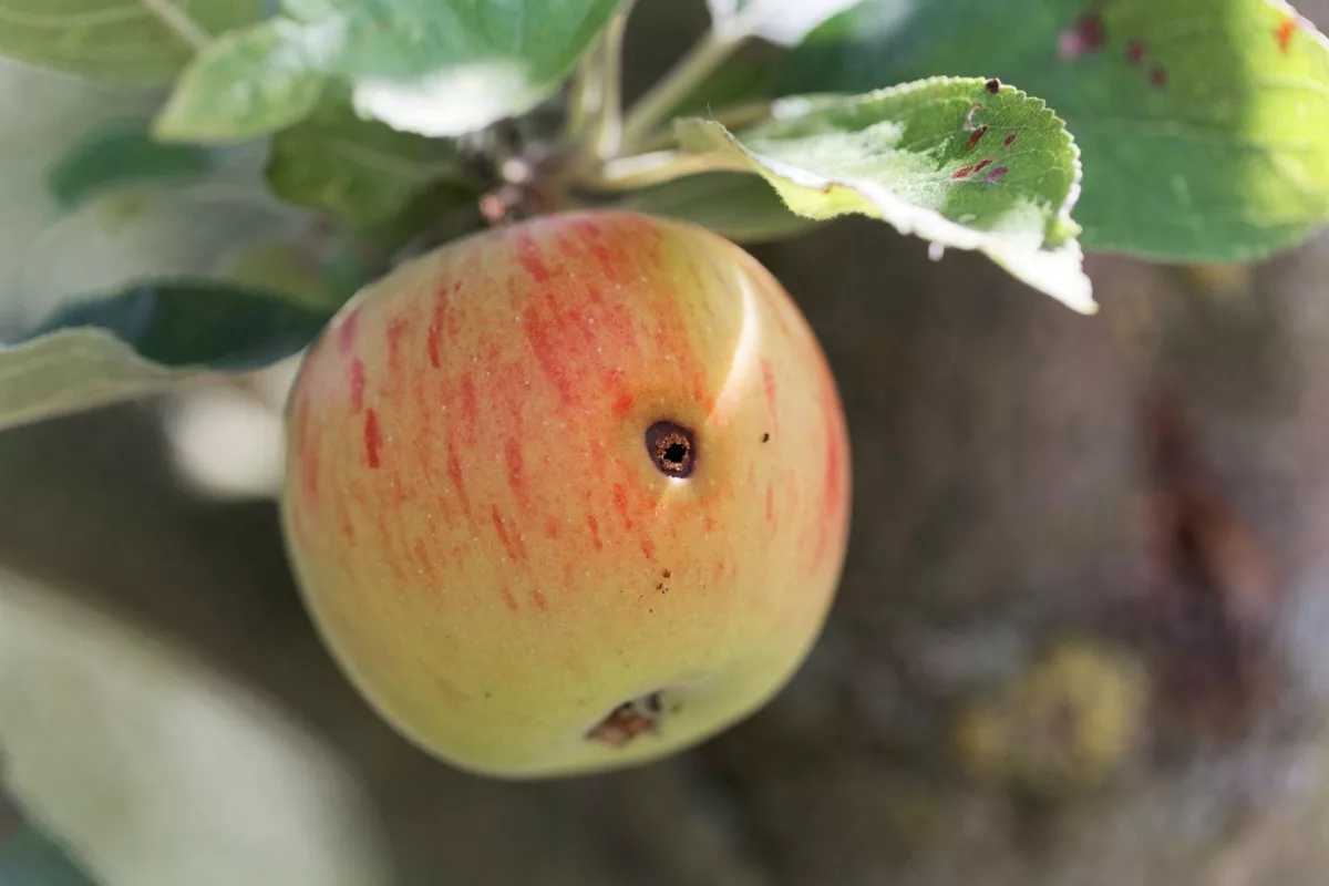 Carpocapses du pommier : Voici comment les vaincre !