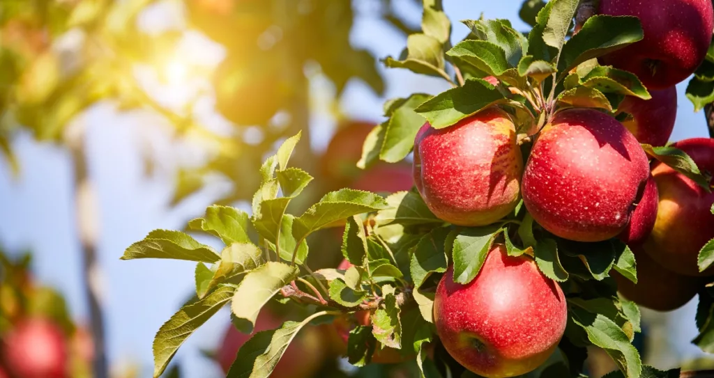 Cueillette optimale et conservation durable : Tout pour savourer vos pommes jusqu'au dernier croc !