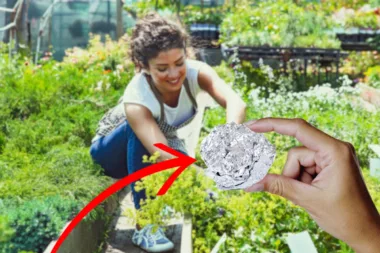 Du Papier Aluminium Dans Le Jardin Vous Ne Croirez Jamais à Ces 5 Utilisations