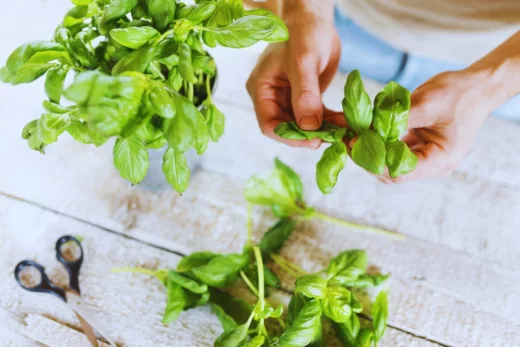 L'entretien Du Basilic, Un Casse Tête Plus Maintenant Avec Ce Secret