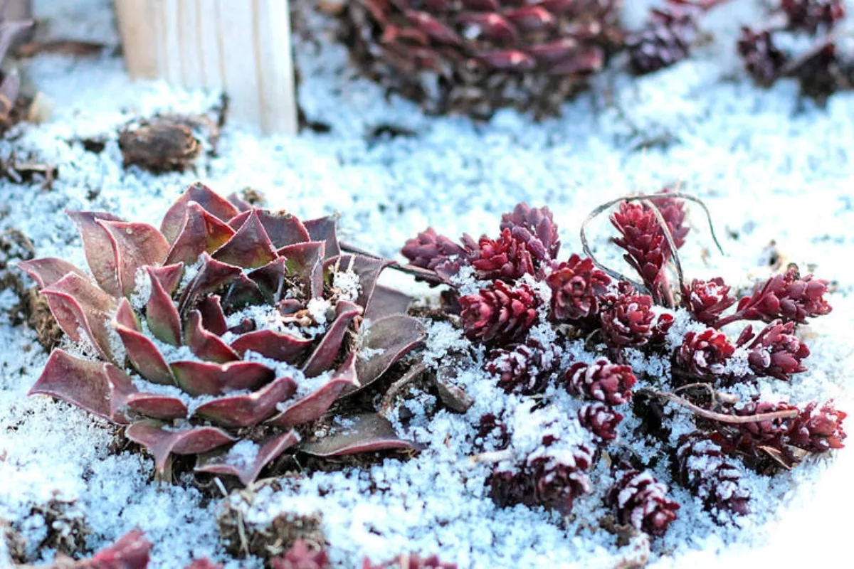 Même En Hiver, Ces Plantes Grasses Font Sensation Dans Les Jardins !