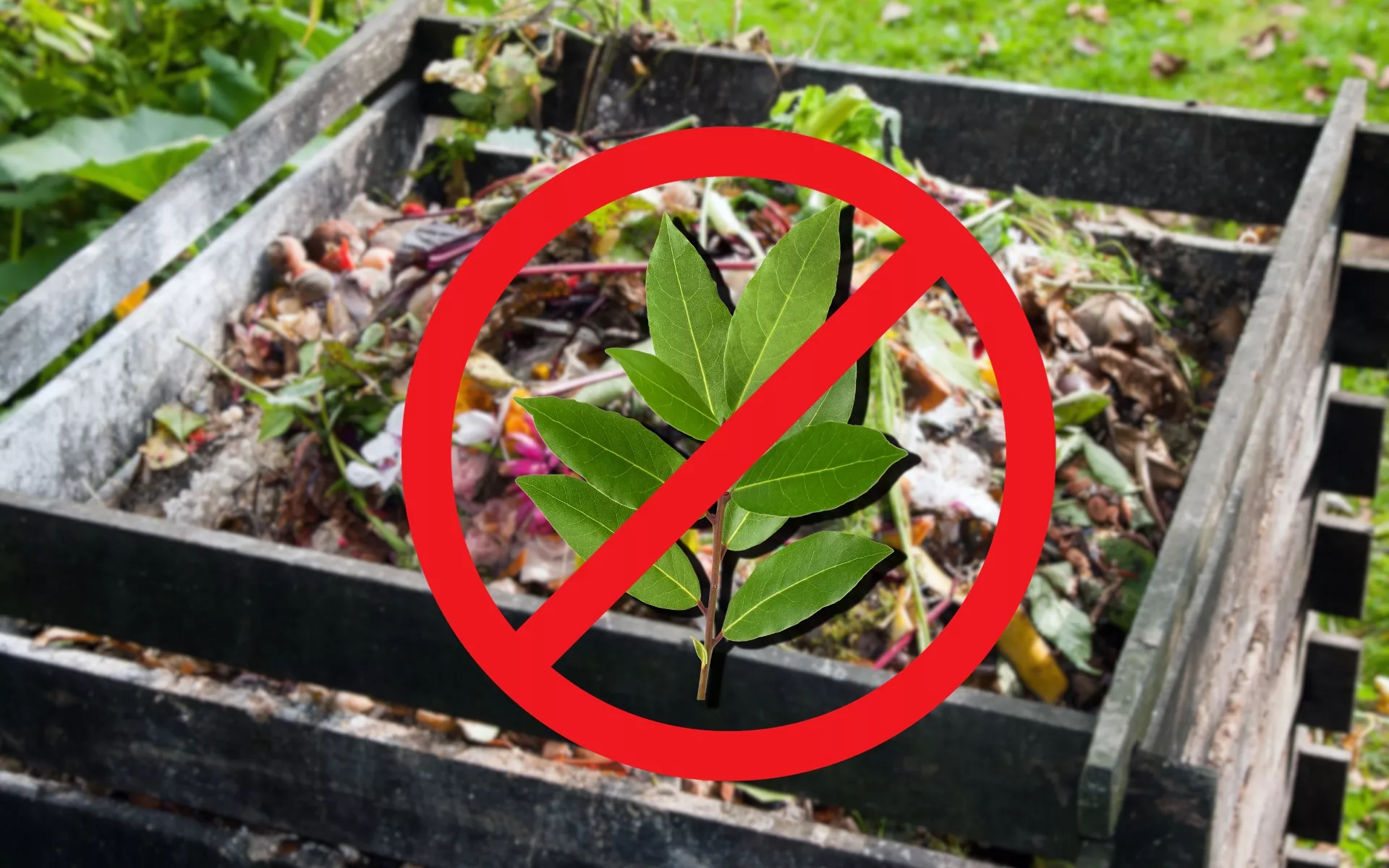 Ne Faites Jamais Cette Erreur Avec Votre Compost Ces Feuilles Sont Toxiques !