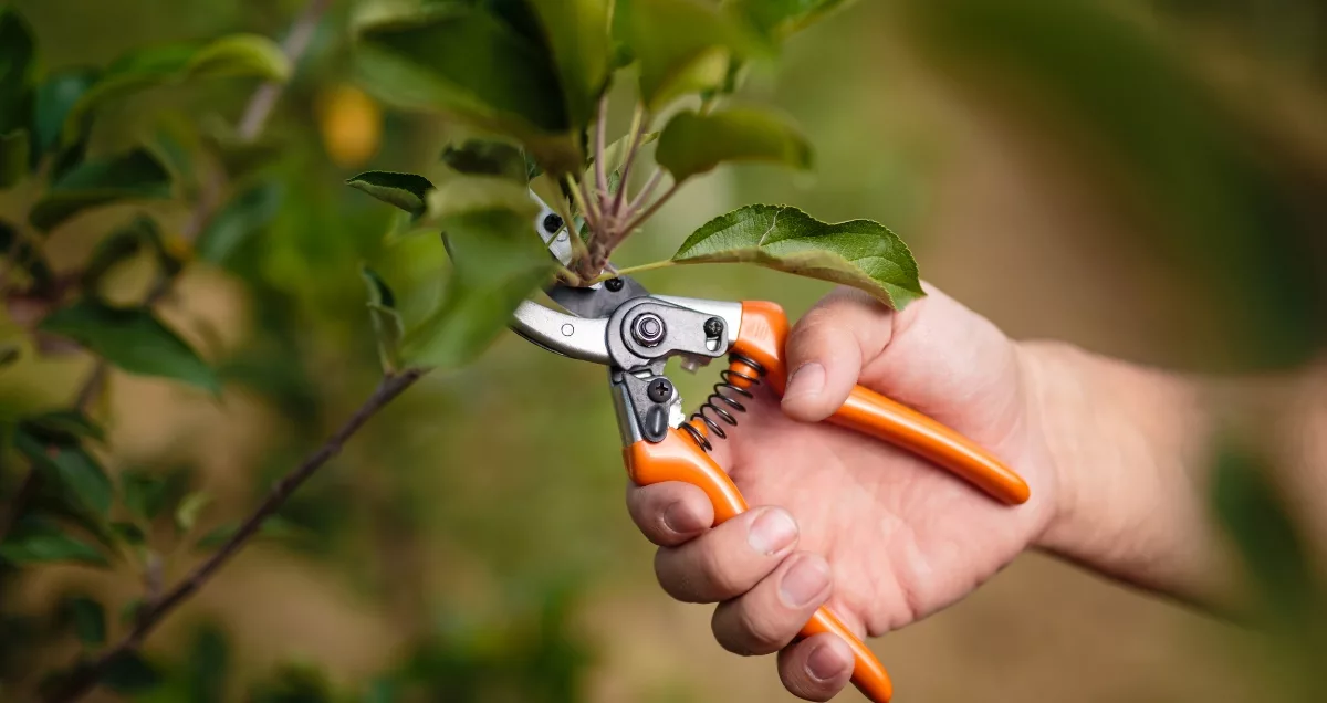 Ne taillez JAMAIS vos plantes en septembre avant de lire ceci !