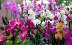 Orchidées en hiver : Pourquoi vous risquez de tout gâcher (et comment l'éviter) ?