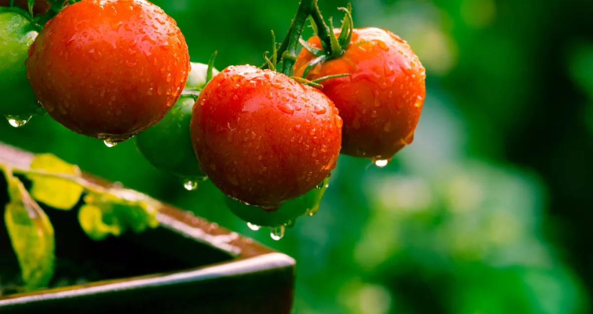 Tomates hors-saison : votre guide pour une récolte prolongée