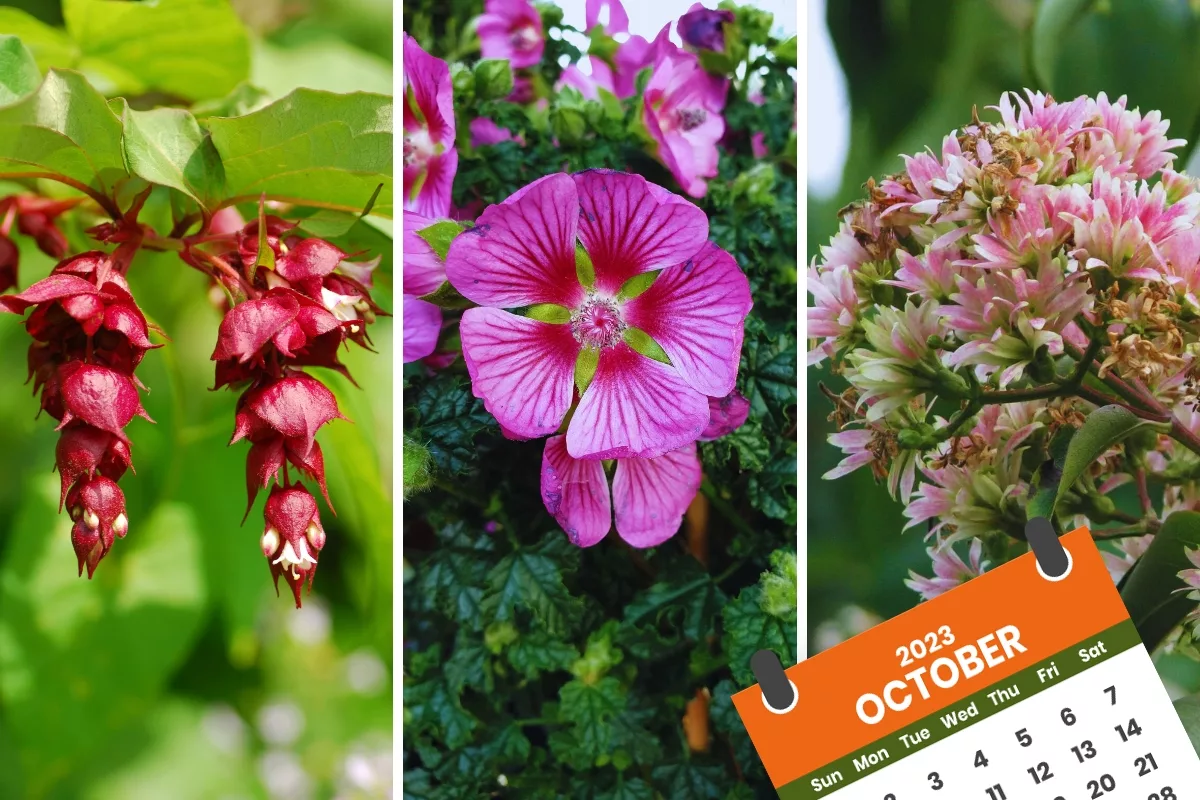 Vous Voulez Un Jardin Incroyable En Octobre Ces 5 Arbustes Sont La Solution !
