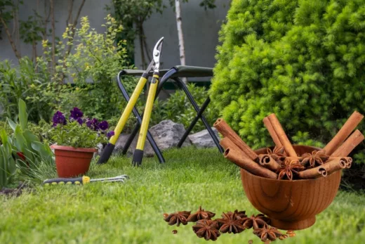 5 Astuces De Grand Mère Pour Utiliser La Cannelle Dans Votre Jardin