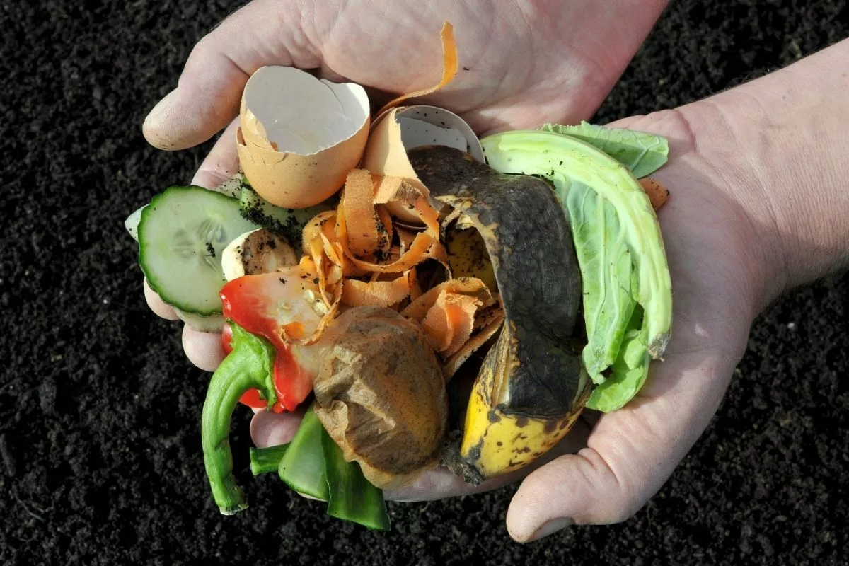 Aliments à Mettre Dans Le Compost