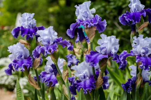 Avis Aux Jardiniers ! Il Est Temps D’hiverner Vos Iris