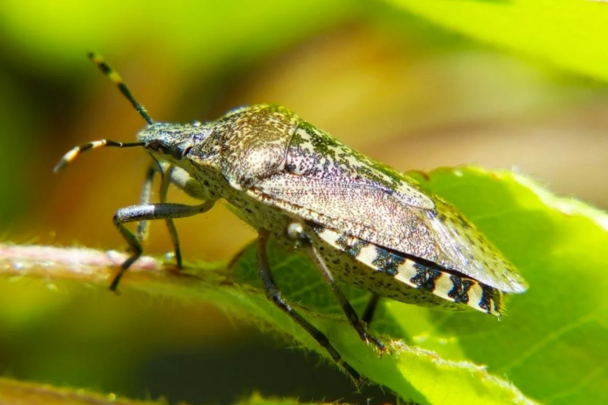 Ces Astuces Feront Fuir Les Punaises De Bois Loin De Chez Vous !