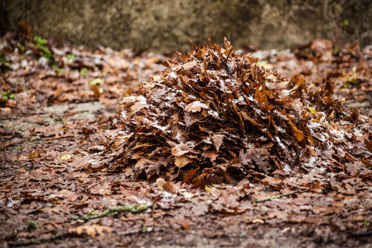 Compost De Feuilles Mortes