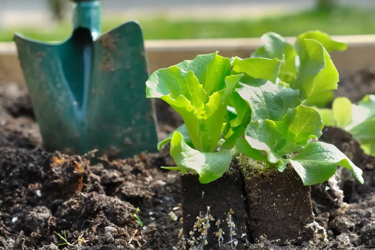 Cultivez Votre Salade Dès Maintenant Pour En Profiter Même En Hiver !