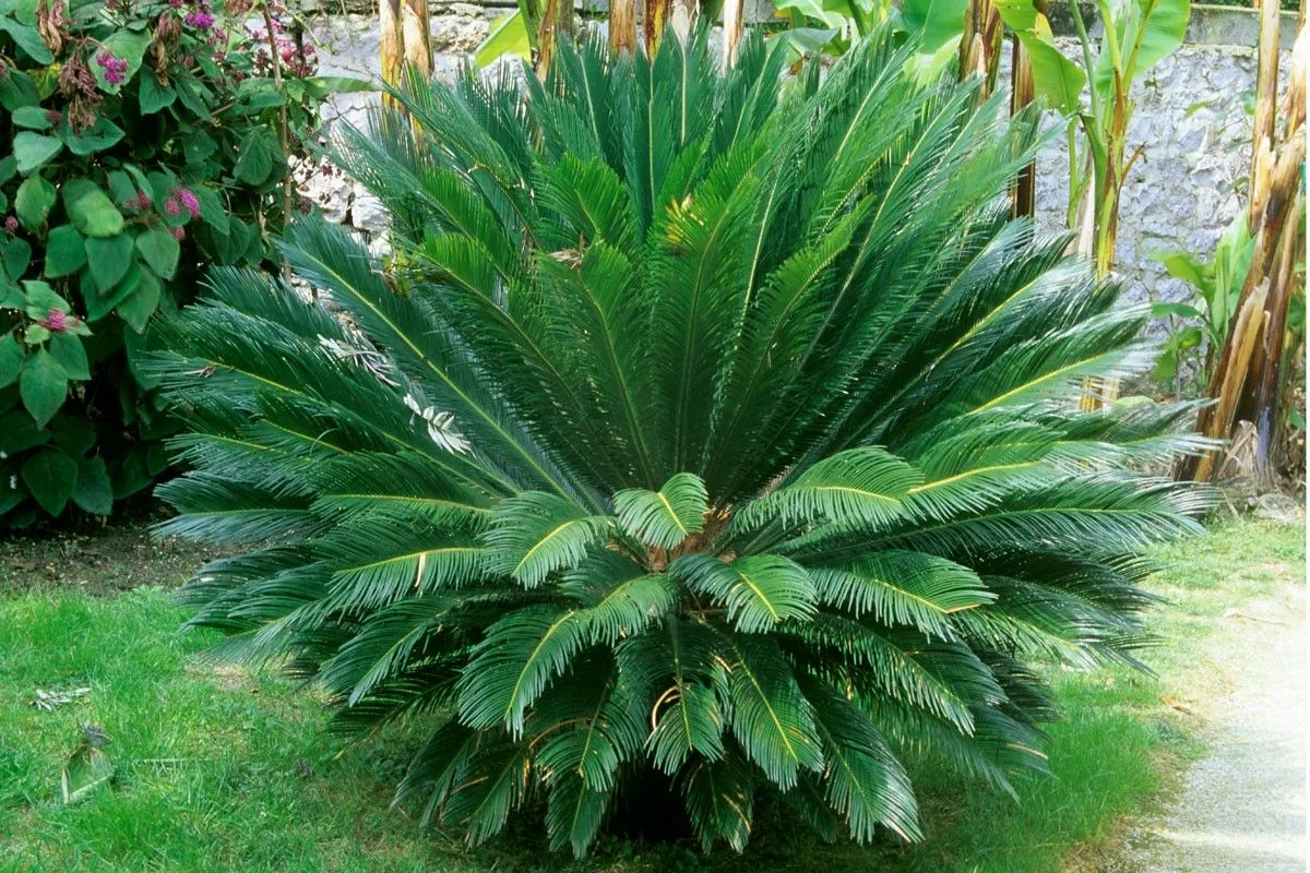 Cycas Du Japon