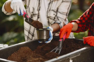 Des Experts Délivrent Leurs Secrets Pour Un Terreau De Feuilles Mortes Réussi !