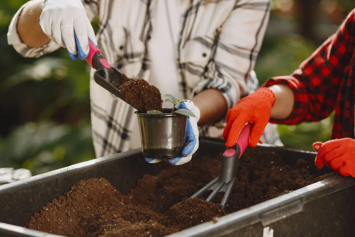 Automne au jardin : faire un terreau de feuilles mortes