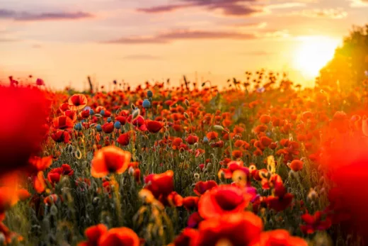 Des Fleurs Rouges Pour Noël Plantez Vite Cette Variété Pour En Profiter