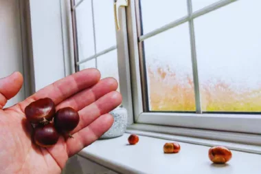 Cette incroyable astuce avec les marrons changera votre automne !