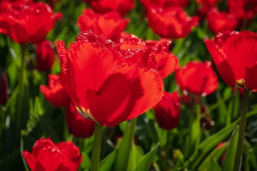 Il Manque Une Touche De Rouge Vif À Votre Jardin Cet Automne ? Ce Trio Gagnant Vous Ravira !