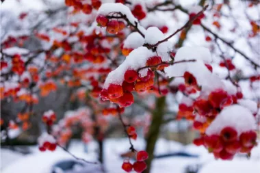 Préservez vos arbres fruitiers pendant la saison froide avec ce guide d'Expert !