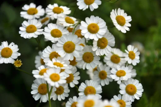 Le Pyrèthre De Dalmatie Peut Il Résoudre Vos Tracas De Punaises De Lit