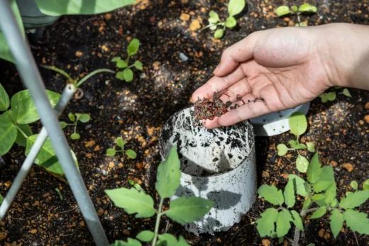 Le Rôle Clé Des Vers De Terre Dans Vos Jardins