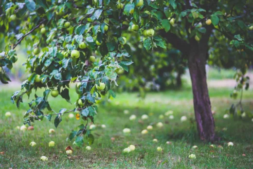 Les Secrets Pour Décupler La Récolte De Vos Arbres Fruitiers