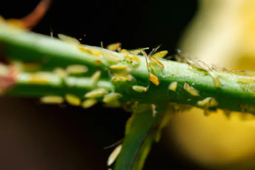 Les Thrips Ont Envahi Votre Jardin Sortez Les Grands Moyens Pour Vous En Débarrasser !