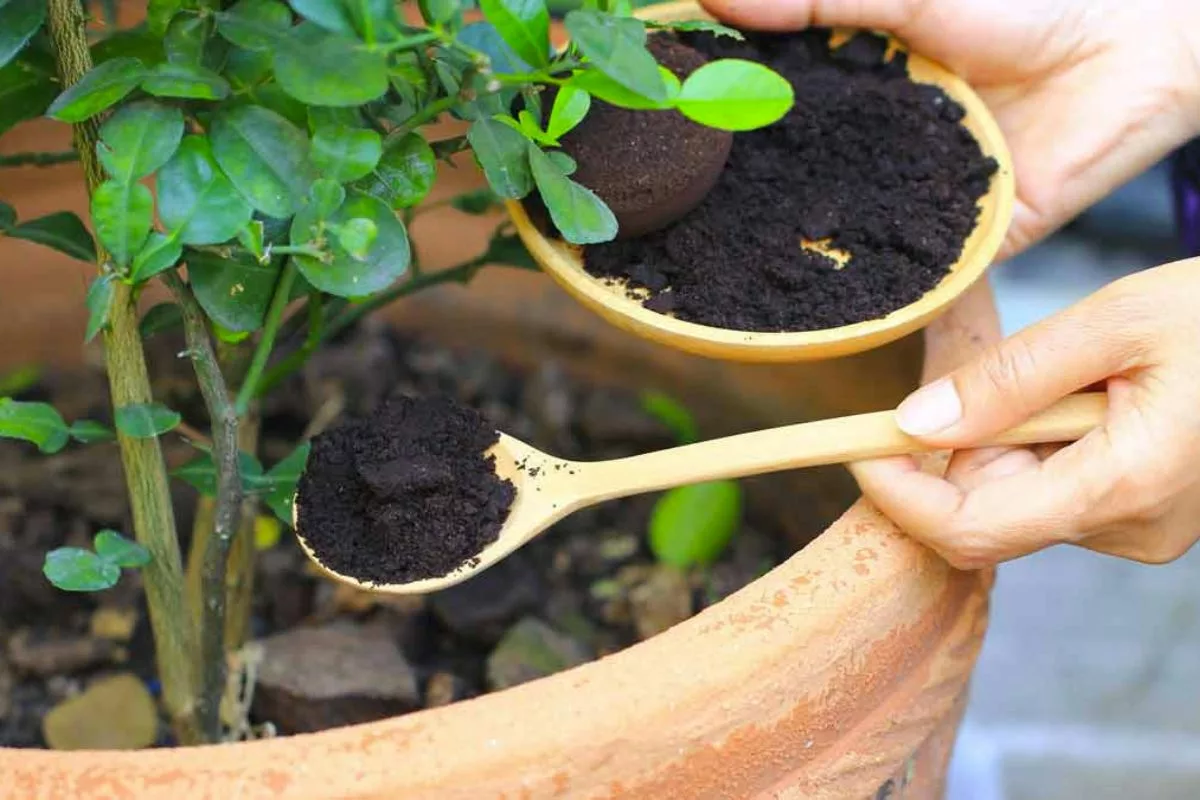 Ne Mettez Jamais De Marc De Café À Ces Plantes !