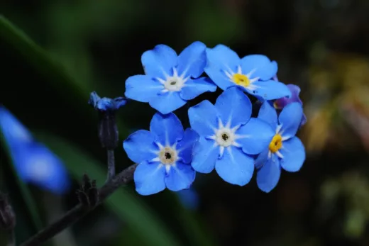 Plantez Le Myosotis En Octobre Avant Qu’il Ne Soit Trop Tard !