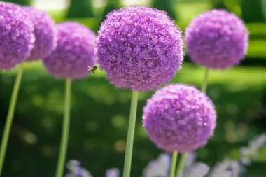 Rajoutez Du Caractère à Votre Jardin En Prenant Soin De Vos Alliums !