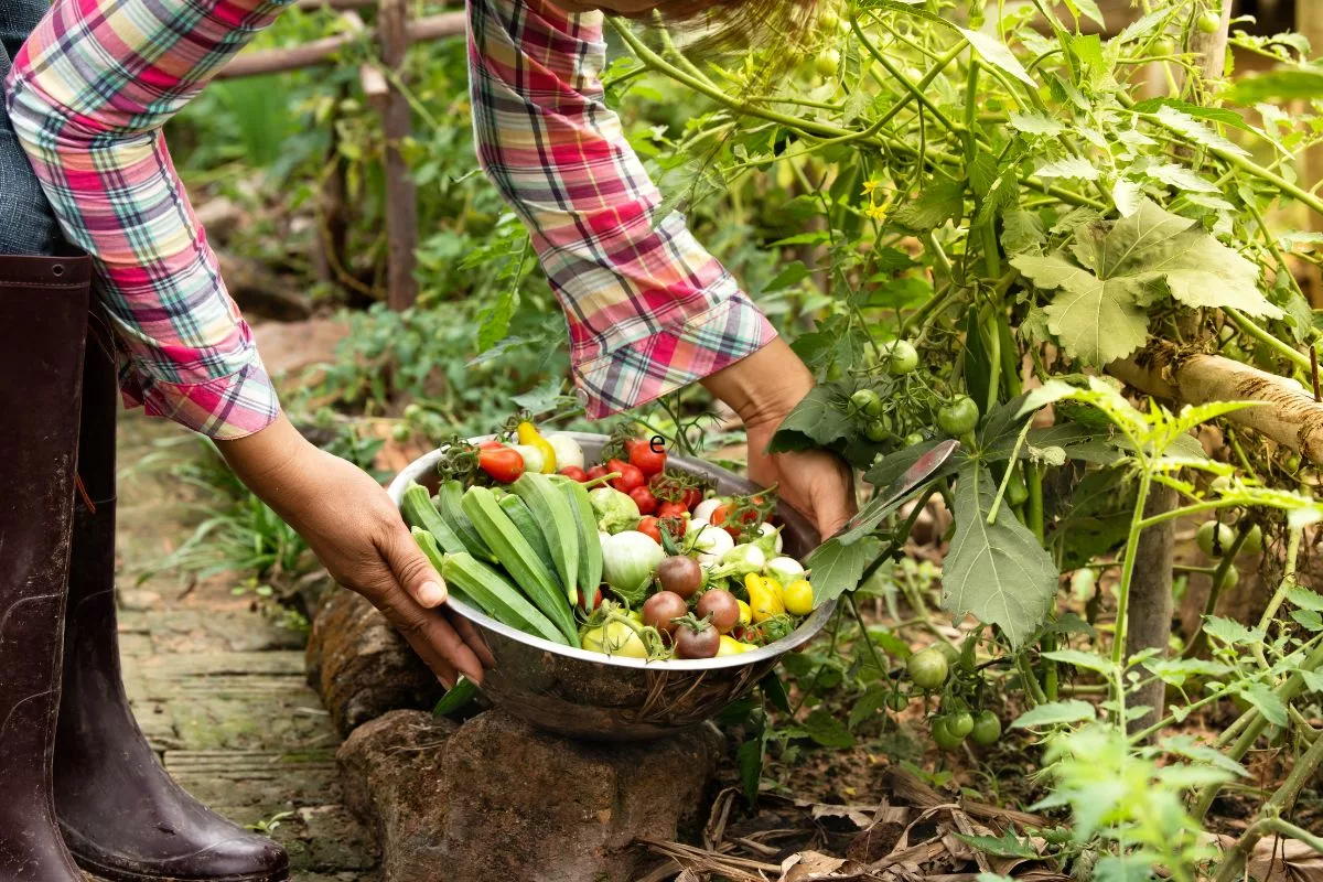 Récolte Jardin