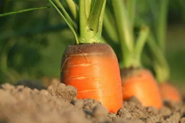 Récoltez Des Carottes Goûteuses Grâce À Cette Astuce Secrète