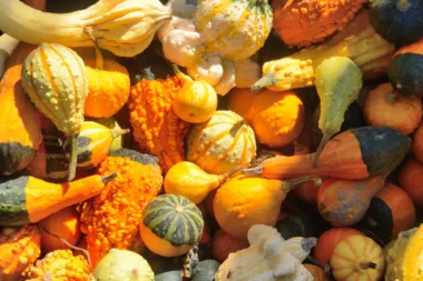 Savourez L'automne Avec Les Meilleurs Recettes à Base De Courge Et De Potiron !