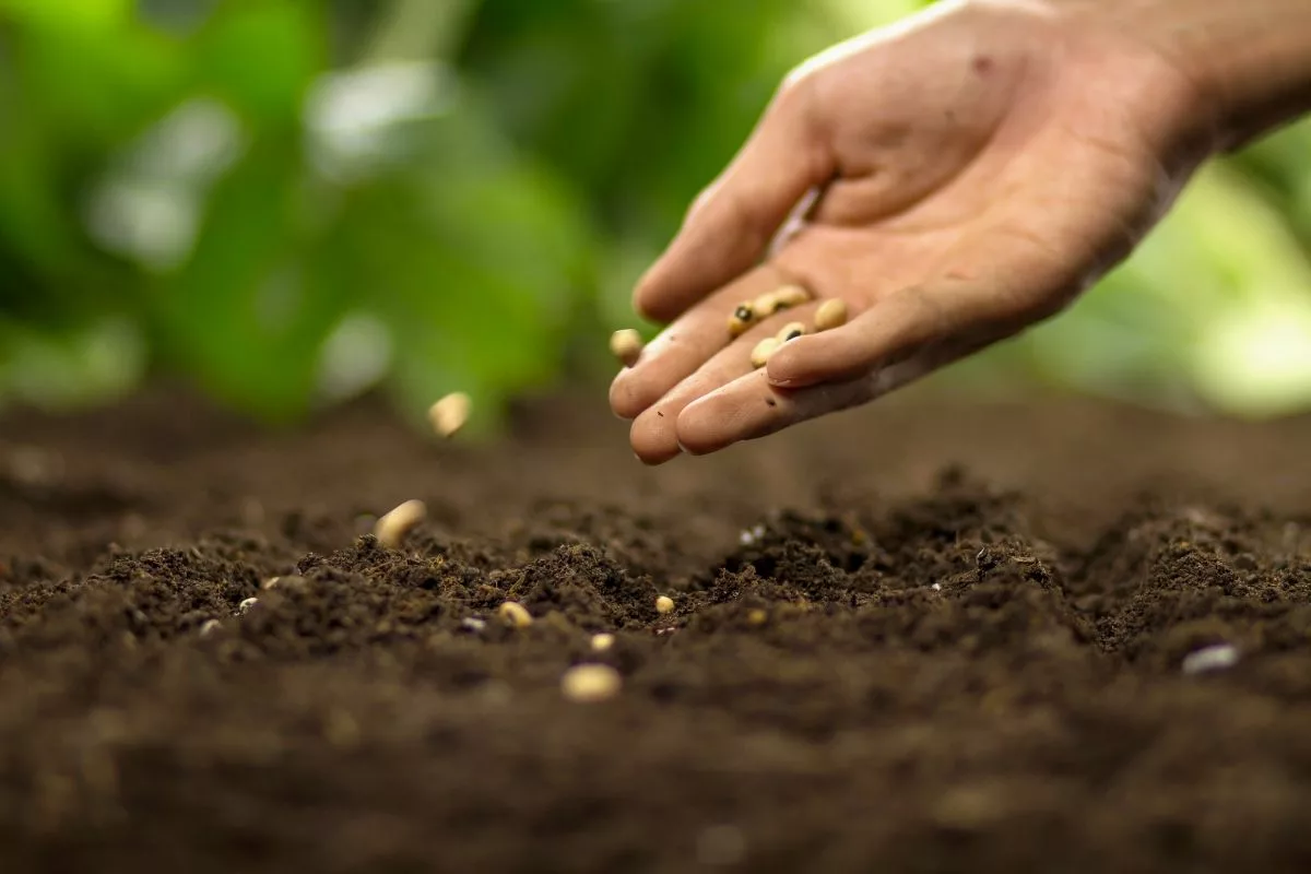 Calendrier des semis d'hiver - La Semence Bio  Calendrier des semis,  Calendrier jardinage, Calendrier potager