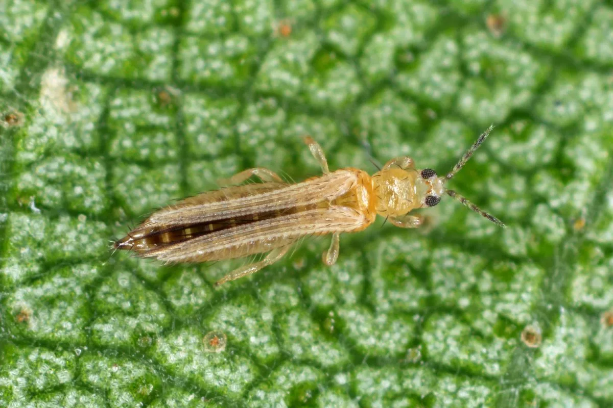 Thrips