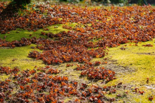 Voici Pourquoi Vous Ne Devriez Plus Brûler Les Feuilles Mortes De Votre Jardin, Selon La Loi