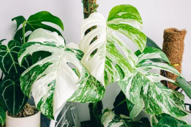 Vos Feuilles De Monstera Sont Petites Voici Comment Les Rendre Xxl !