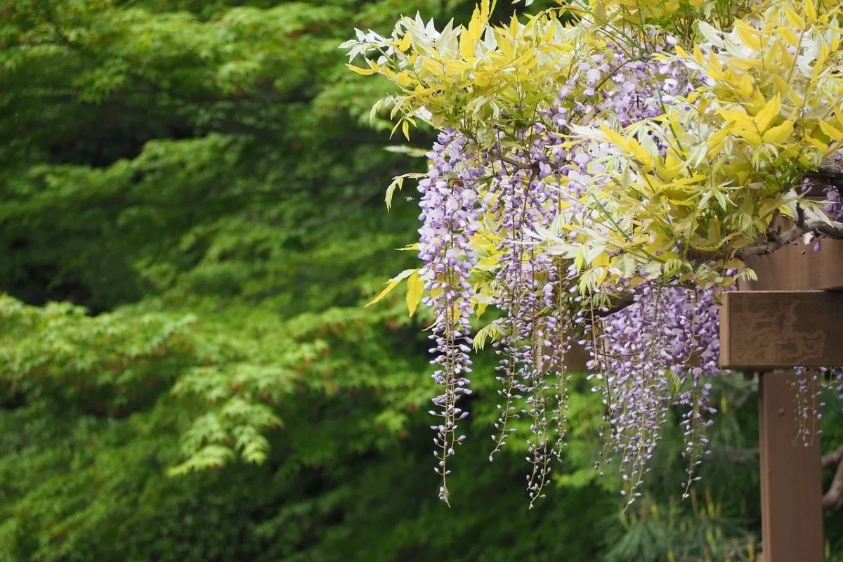 Glycine