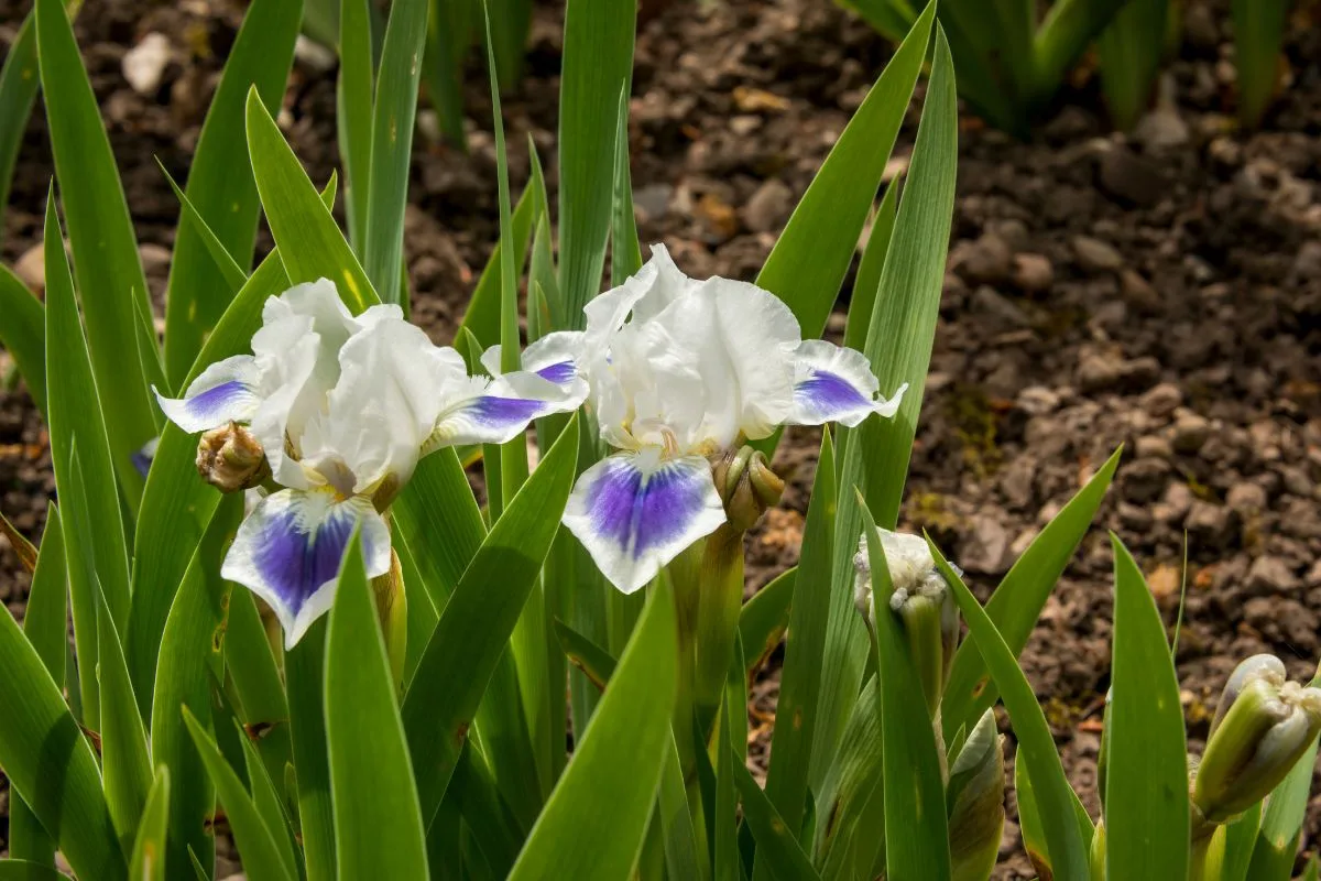 Iris Barbus