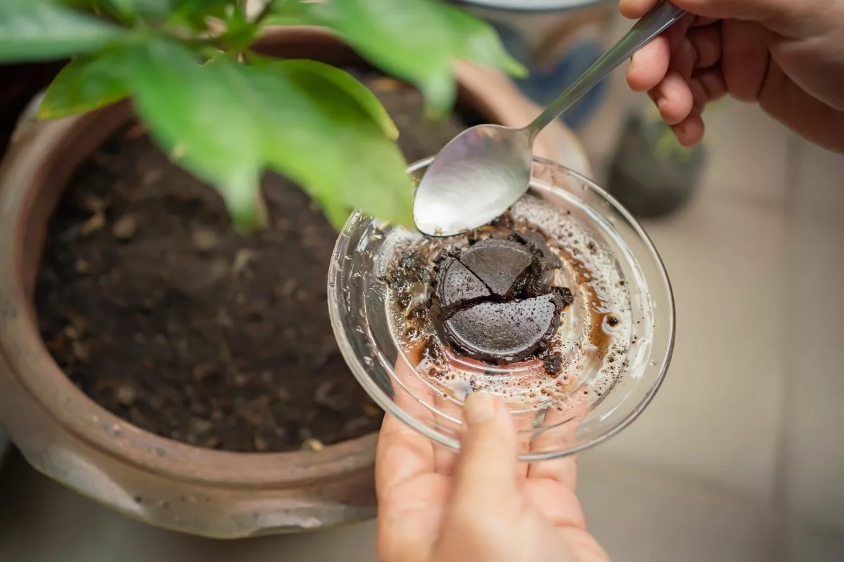 Marc De Café Directement Sur Les Plantes