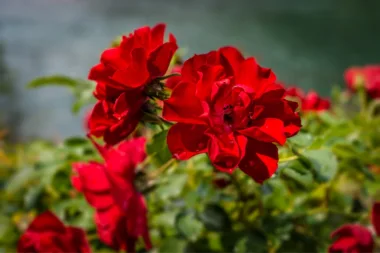 Alerte ! Les Températures Chutes, Que Mettre Au Pied De Vos Rosiers Pour Qu'ils Survivent à L'hiver