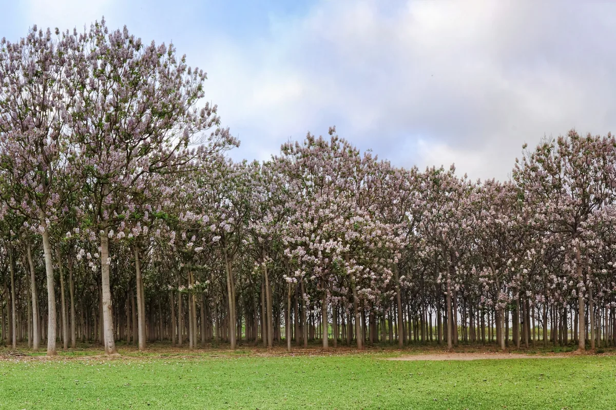 Arbre Paulownia